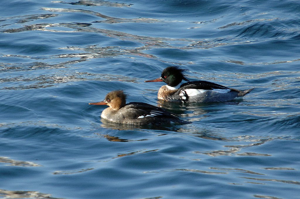 Duck, Red-breasted Merganser, 2009-01227618b Gloucester, MA.jpg - Red-breasted Merganser. Gloucester, MA, 1-22-2009